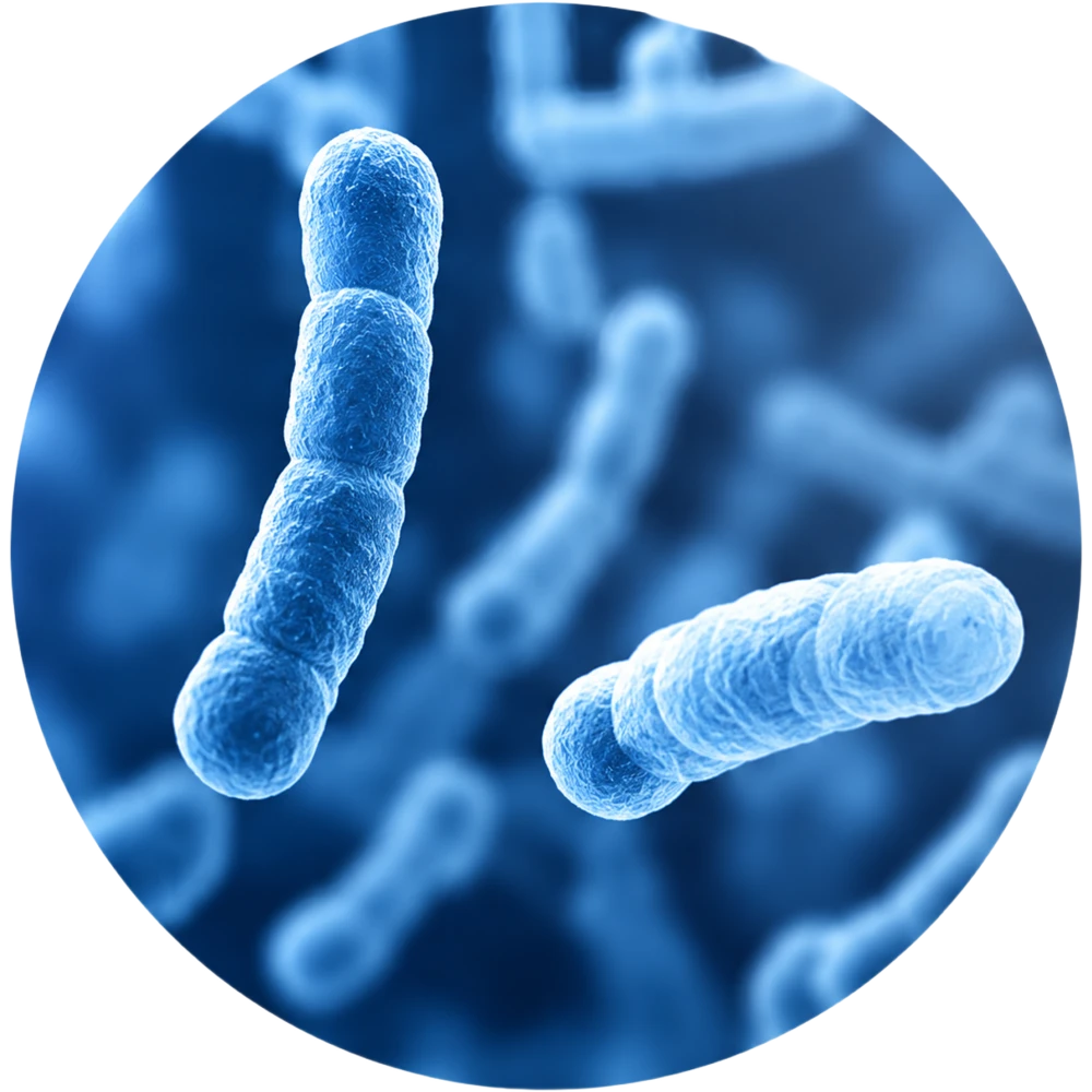Streptococcus thermophilus KB19