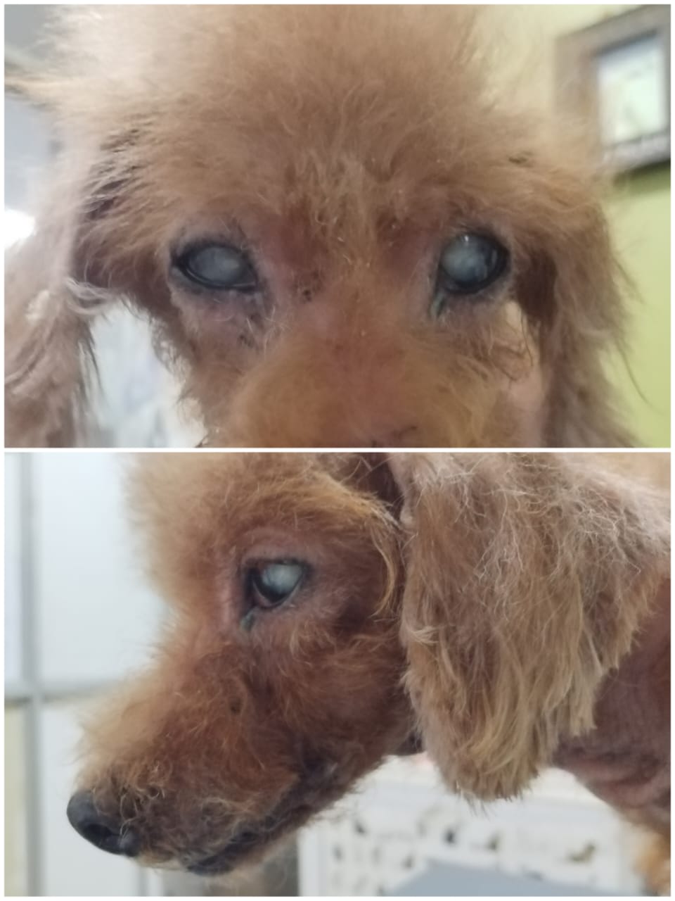 Browny君の現在の様子