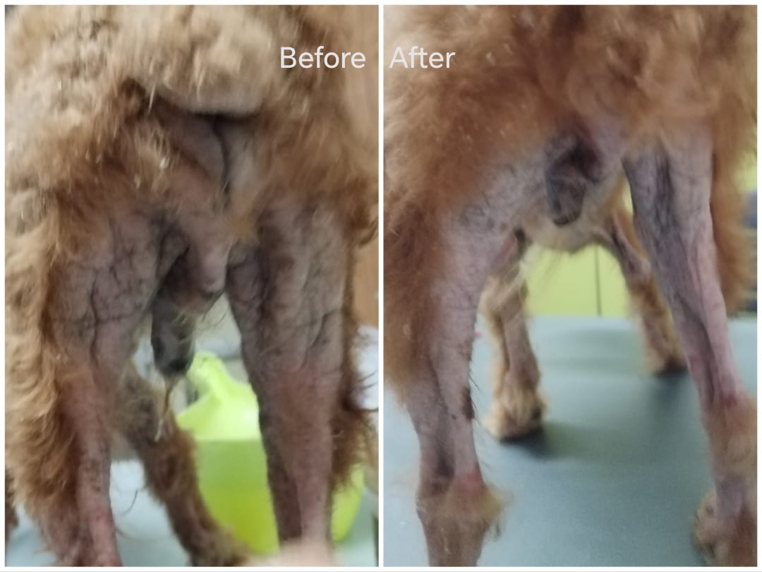 足の皮膚と発毛