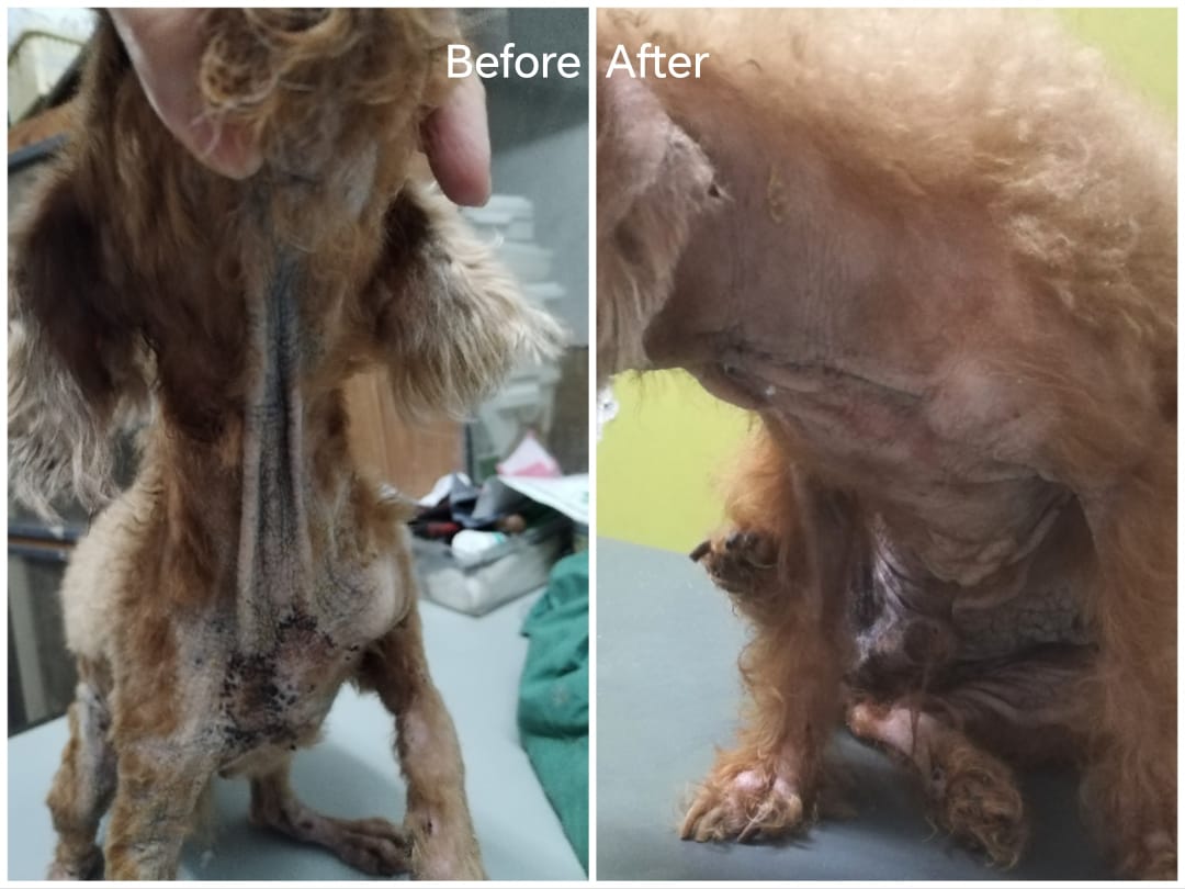 お腹の肥厚と黒ずみ