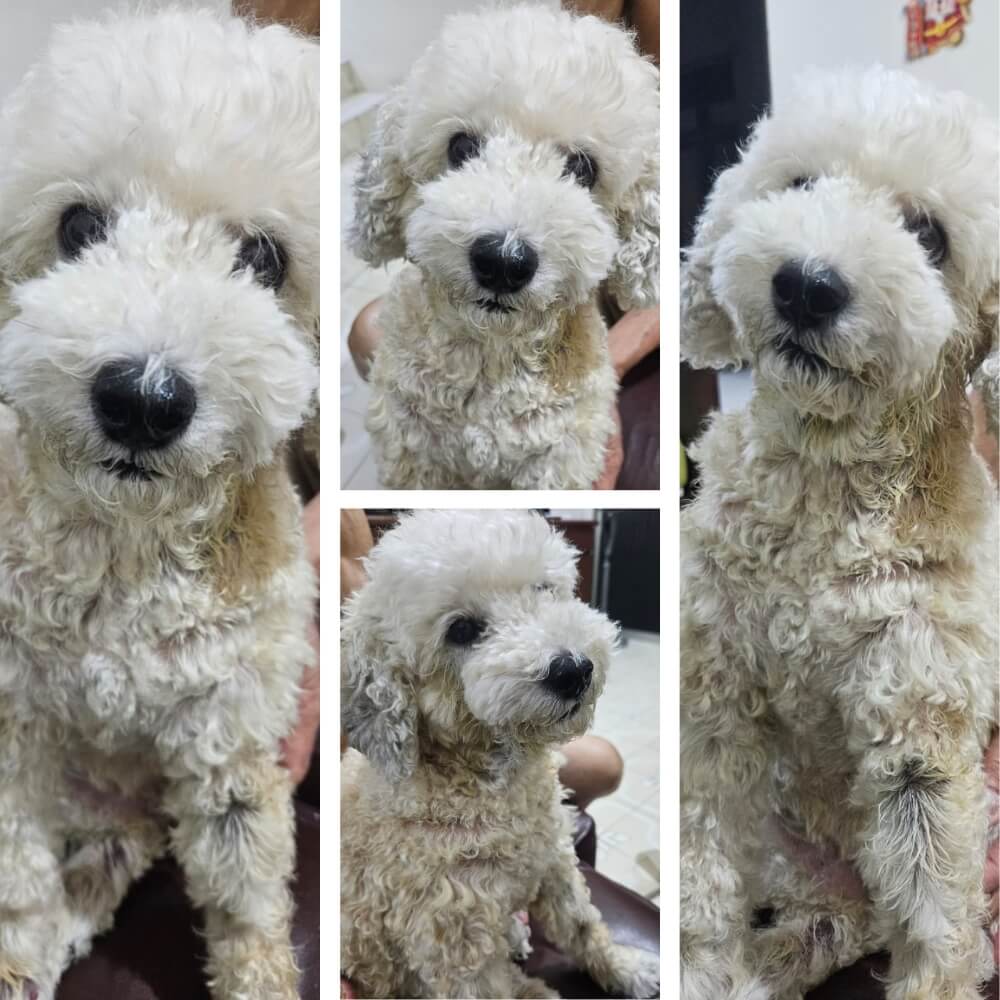 治療後：3ヶ月で被毛が再生