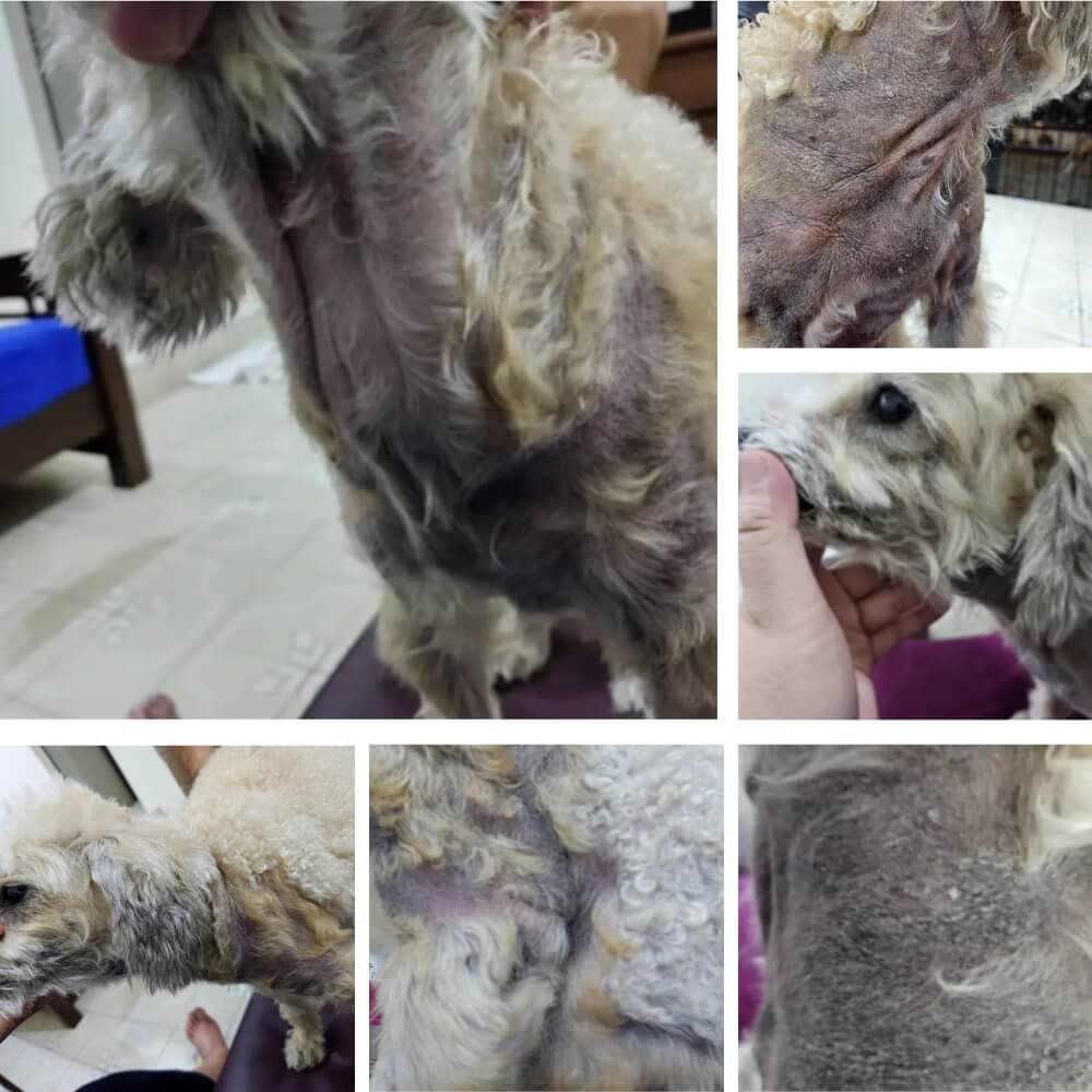 治療前：苔癬化と脱毛の様子